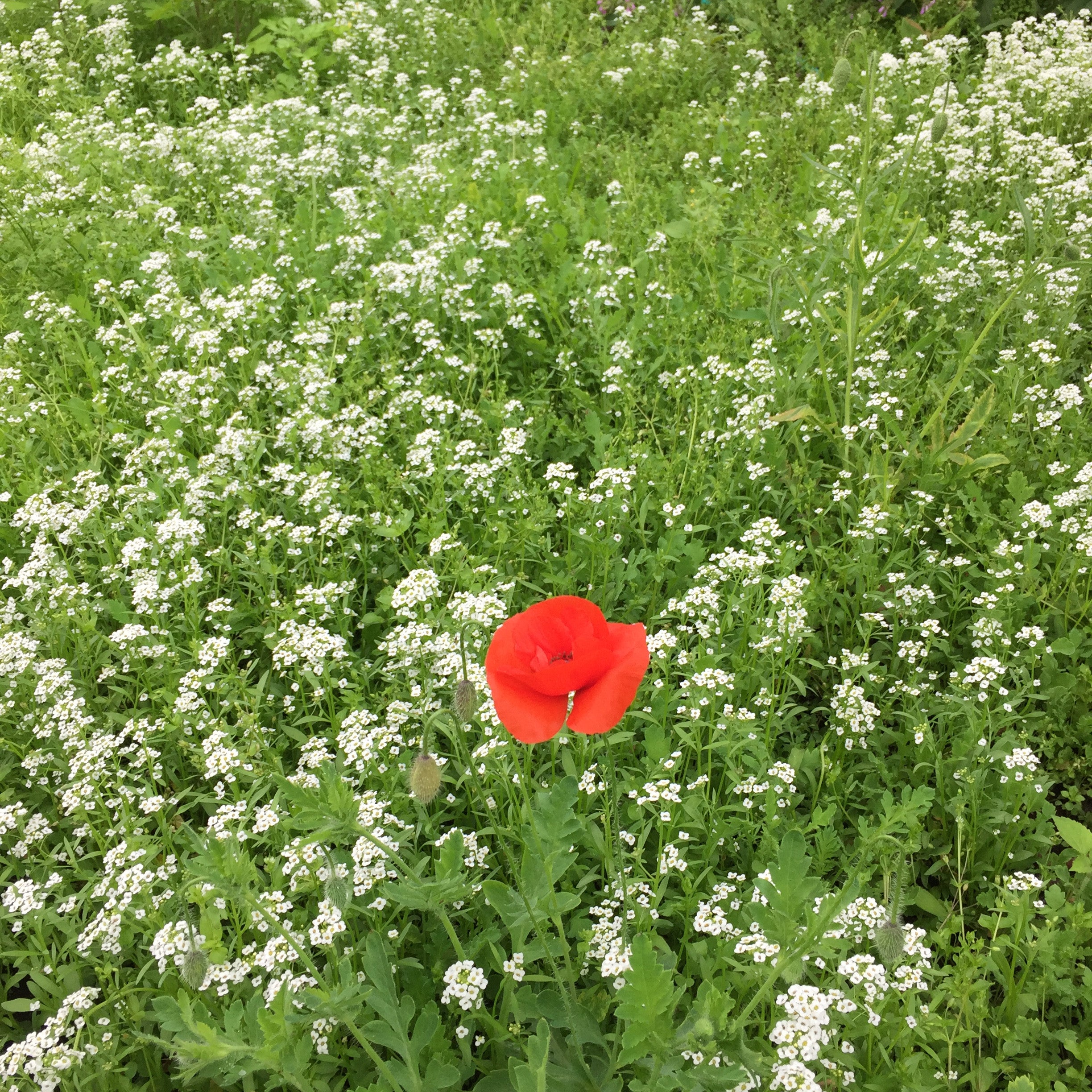 Georgia O'keefe and The Brooklyn Botanical Gardens