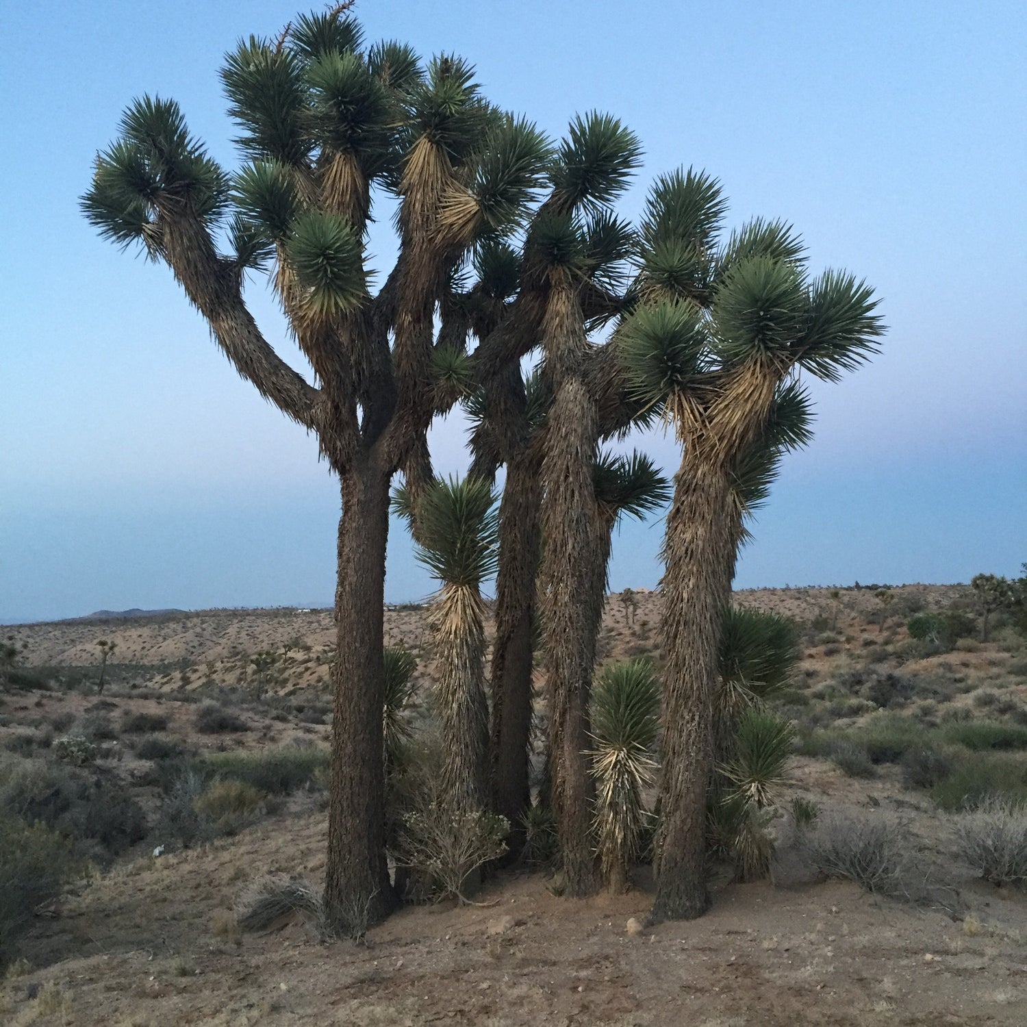Joshua Tree