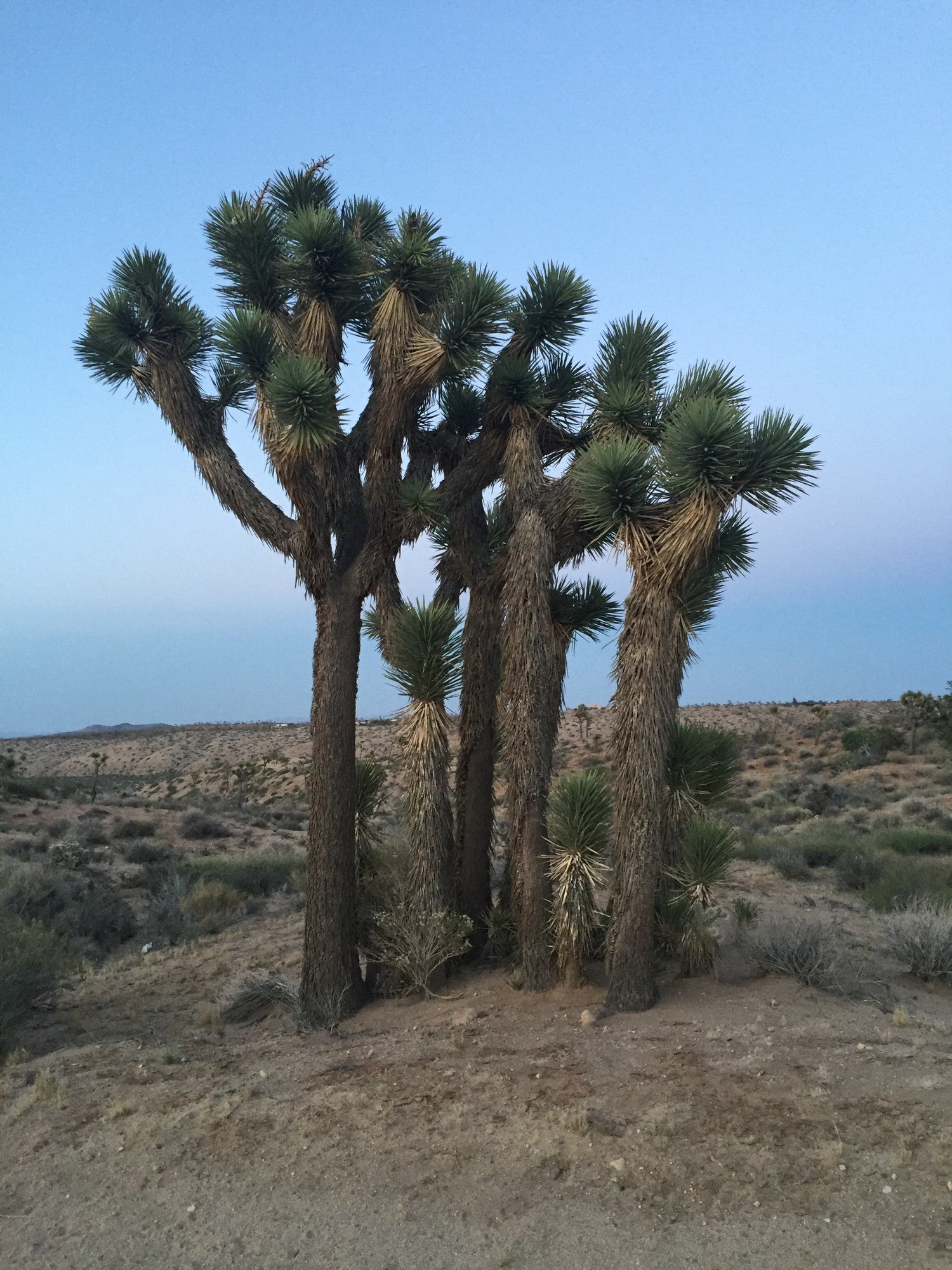 Joshua Tree