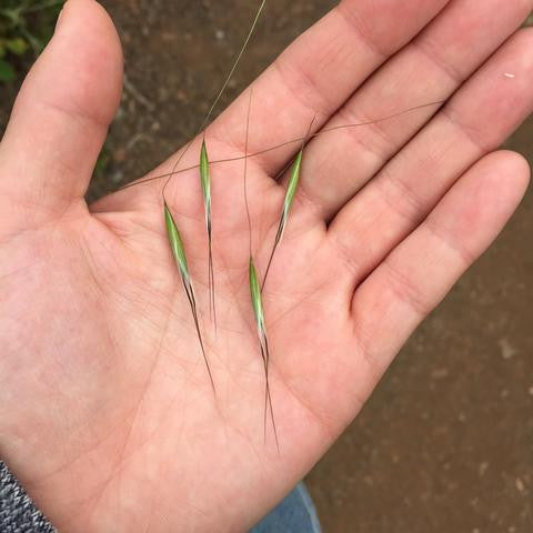 Nature and other cool things found in SF
